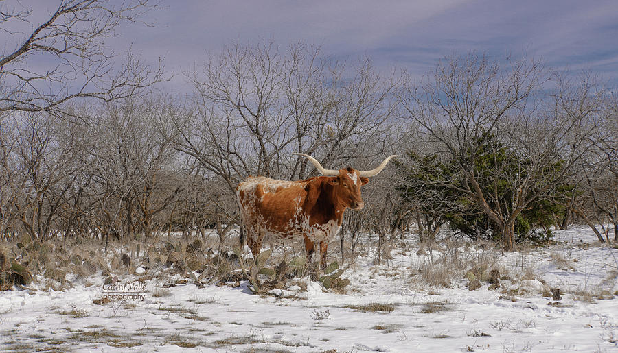 Longhorn In The Snow Photograph by Cathy Valle