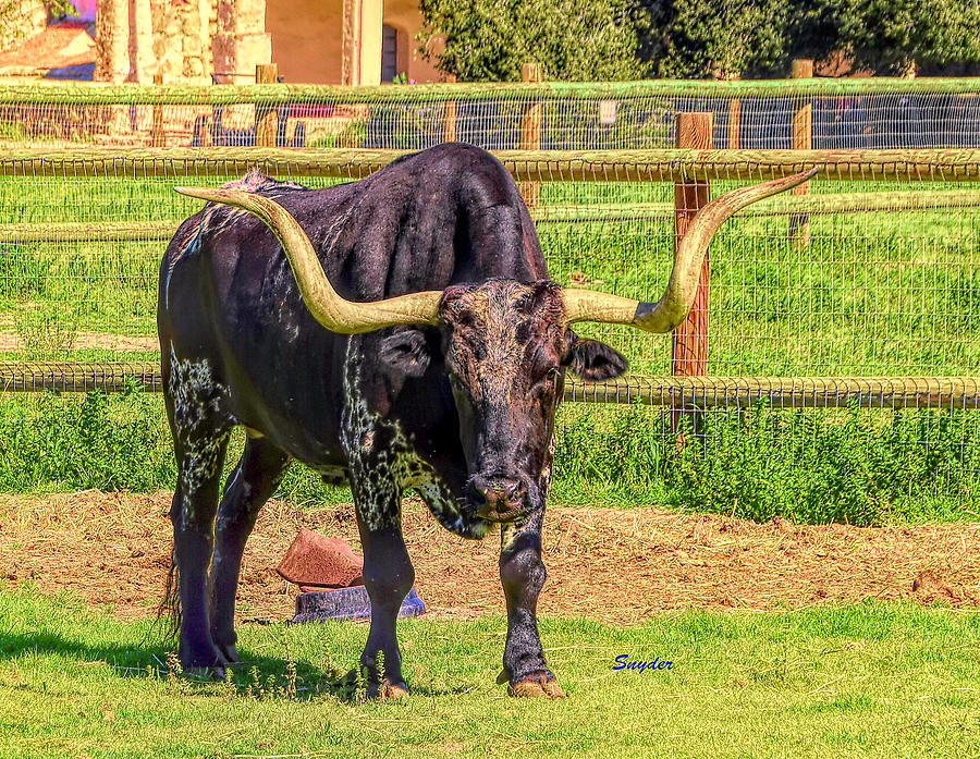 Longhorn La Purisima Mission  Photograph by Floyd Snyder