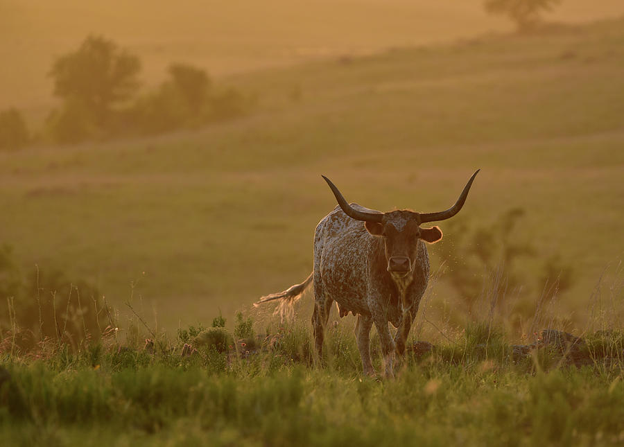 Longhorn Mama at Sunset Photograph by Cindy McIntyre
