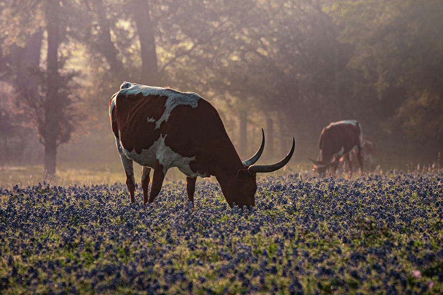 Longhorn Morning Photograph by Linda Unger