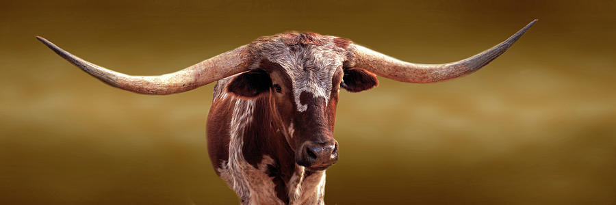 Cow Photograph - Longhorn Panorama by James Eddy