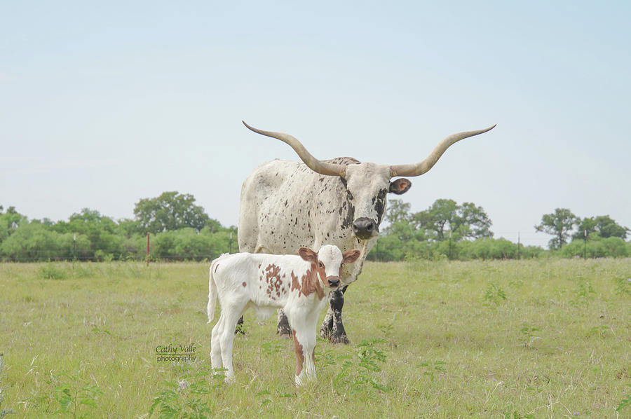 Longhorn print, Jasmine Blossom and her baby calf Photograph by Cathy Valle