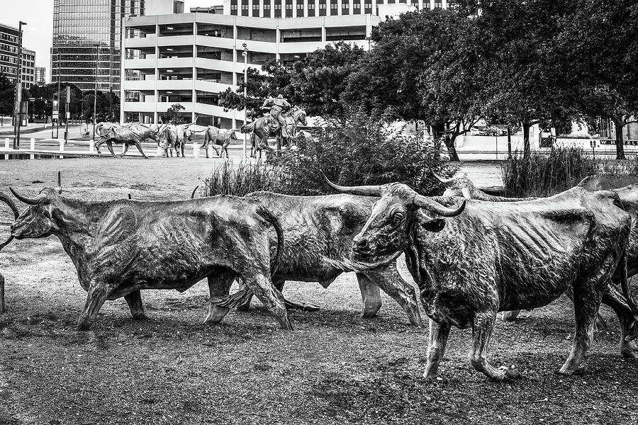 Longhorn Sculptures Of Pioneer Plaza - Dallas Texas Black and White Photograph by Gregory Ballos