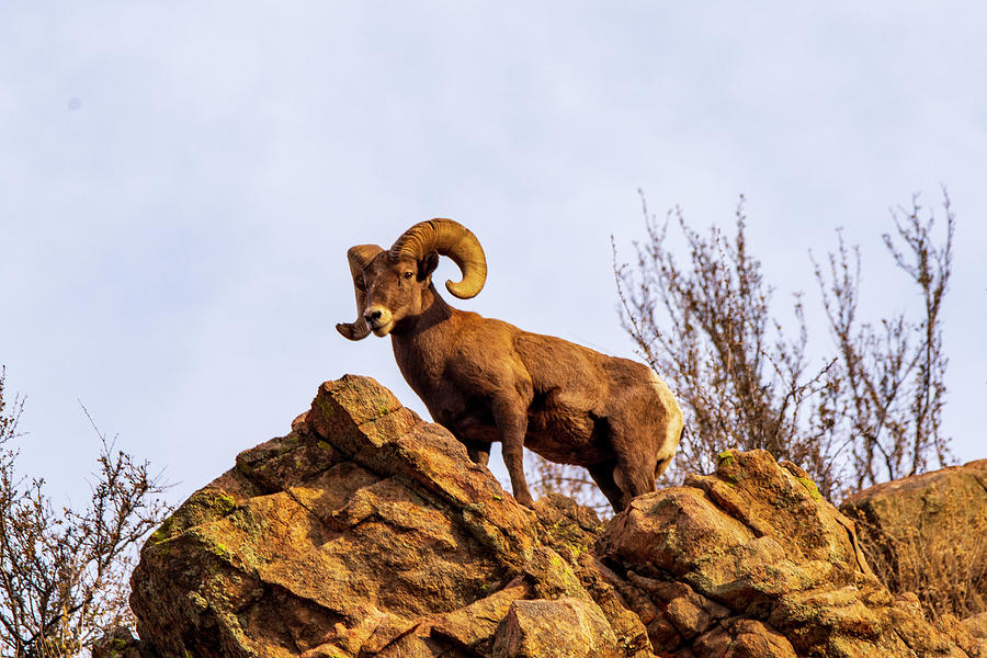 Longhorn Sheep Photograph by Michelle Schumacher - Fine Art America