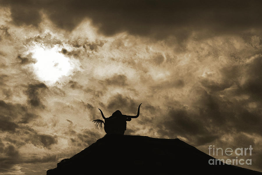 Longhorn Silhouette Sepia Photograph by Don Schimmel
