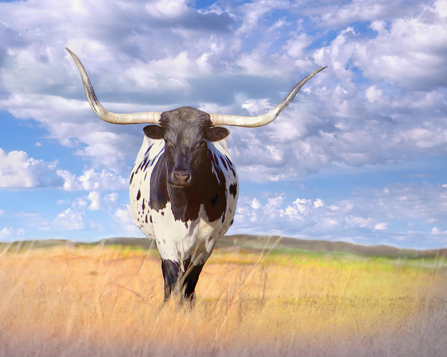 Longhorn Standing Guard On The Prairie - Animals - Cows - Cow Art Photograph