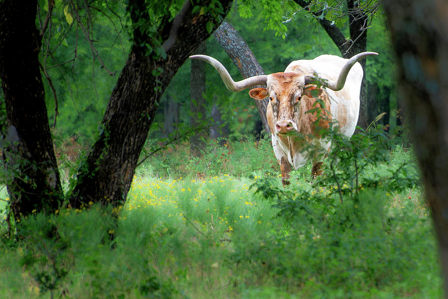 Longhorn Stare Photograph by Erich Grant