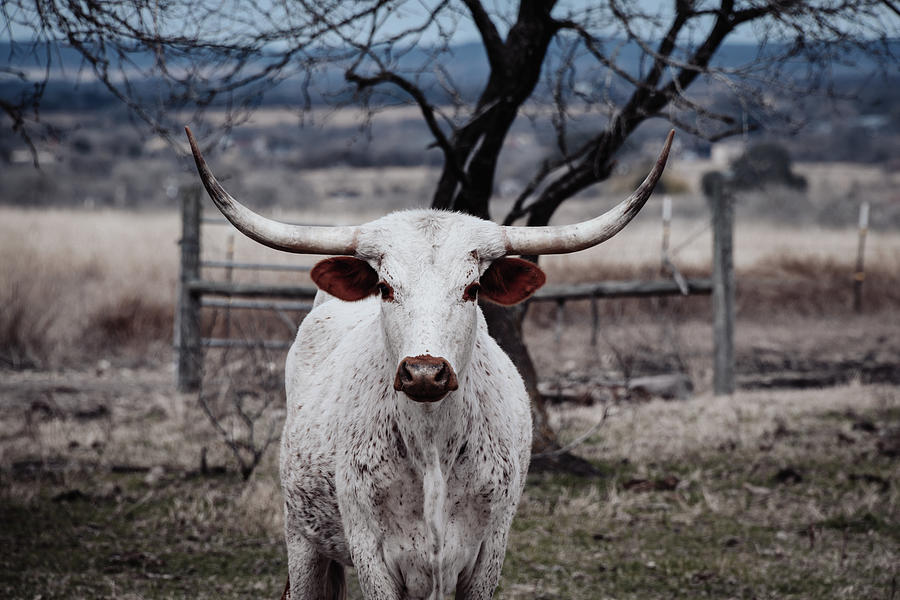 Longhorn Stare- Down Photograph by Kelly Wade - Fine Art America