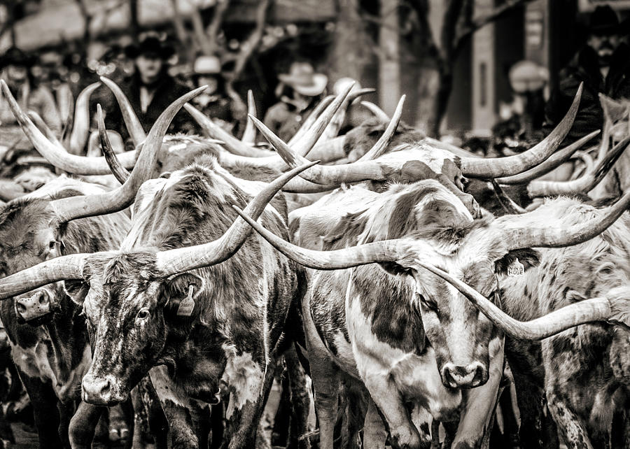 Urban Cowboy Photograph - Longhorn Steer Herd by Marilyn Hunt