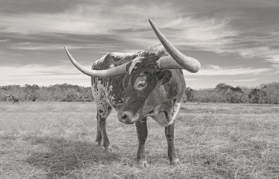 Longhorn Steer - Maxie in Black and White Photograph by Cathy Valle