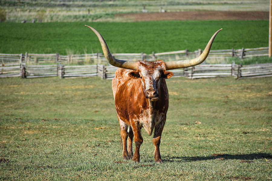 longhorn steer webkinz