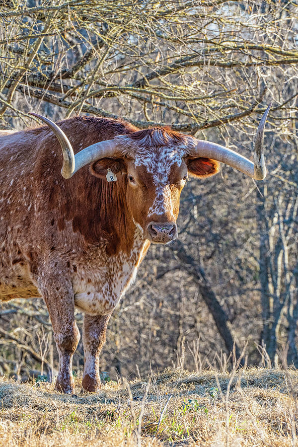 Tree Photograph - Longhorn Steer Stare by Bee Creek Photography - Tod and Cynthia