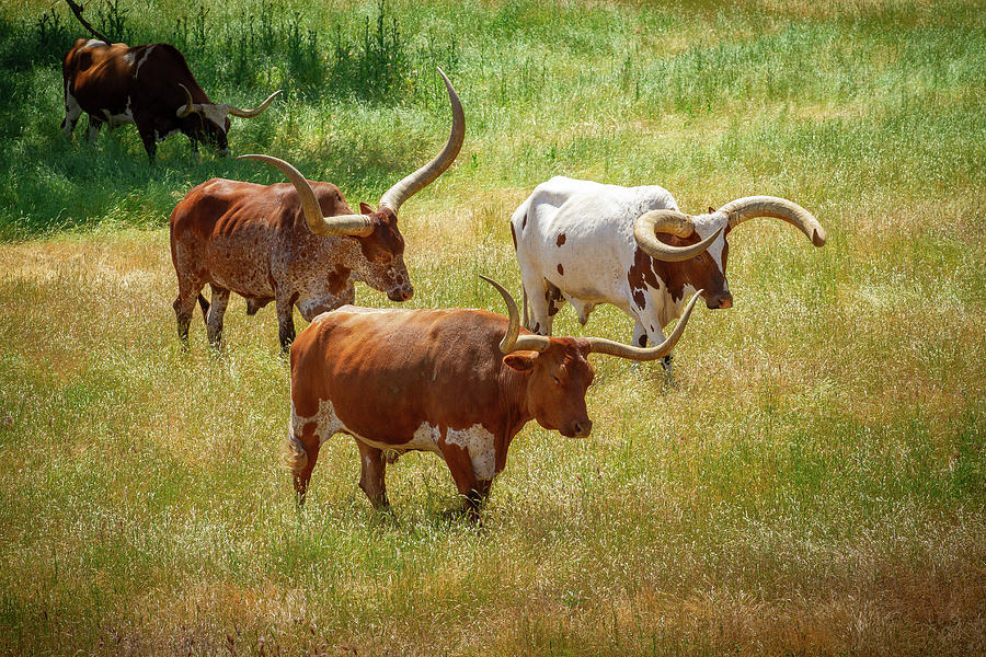 Longhorn Steers Photograph by Roger Mullenhour