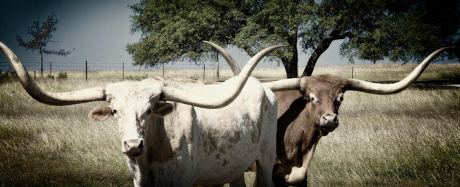 Longhorn Stretch subdued color Photograph by Lynn Bauer