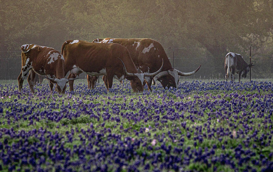 Longhorn Three Photograph by Linda Unger