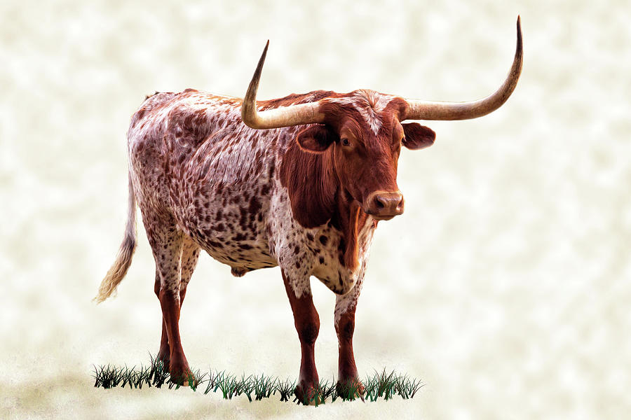 Longhorn With Points Up Tan Texture Photograph by James Eddy