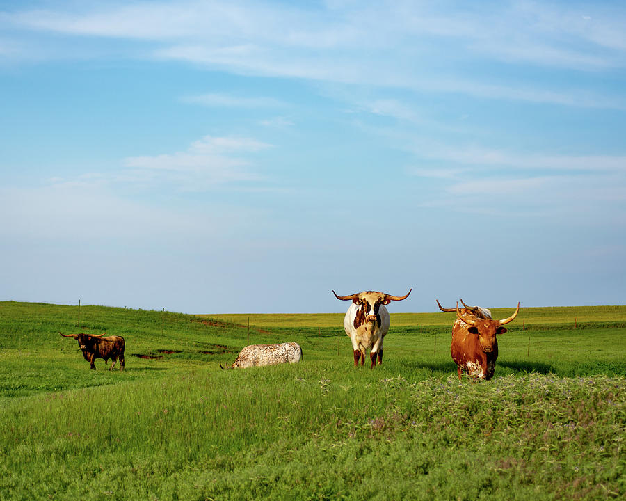 Longhorns in Field Photograph by Hillis Creative