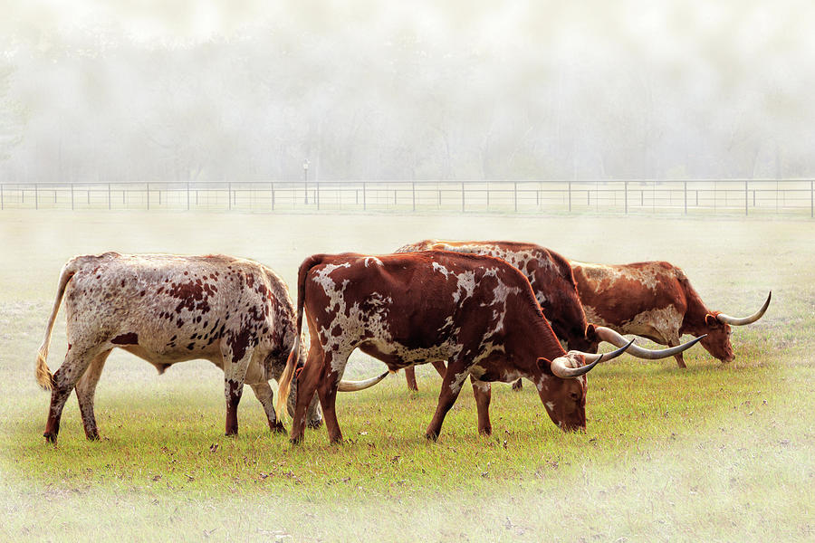 Cow Photograph - Longhorns In The Mist by James Eddy