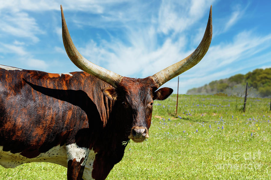 Longhorns Photograph by Raul Rodriguez
