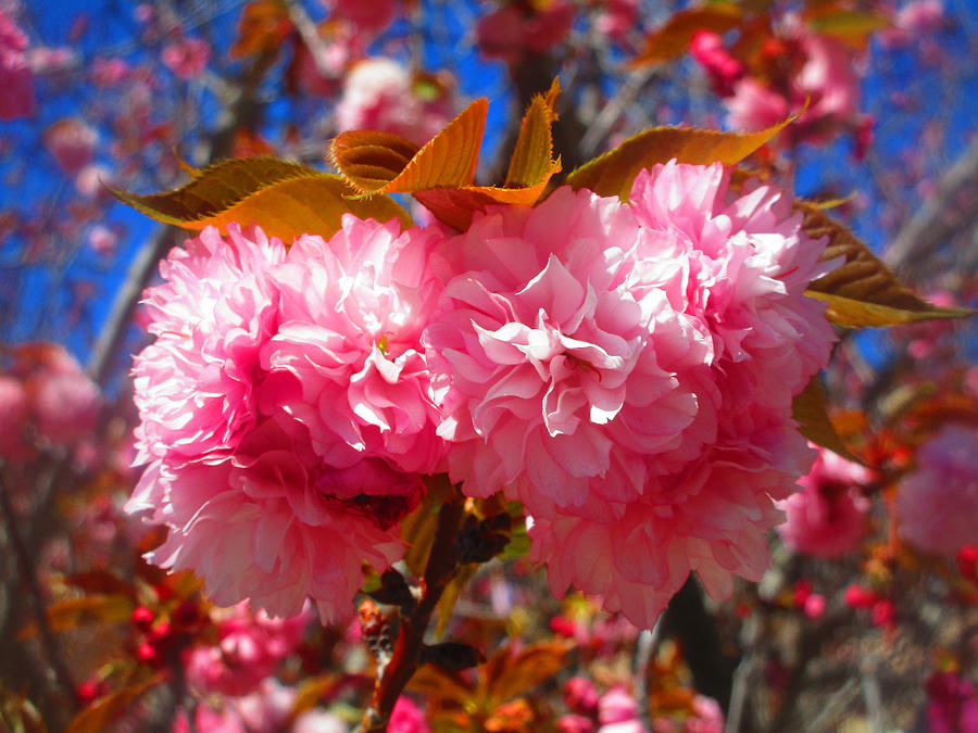 Longing for Spring 2021-02-06 Pink Blossoms Photo Photograph by Michael Genevro