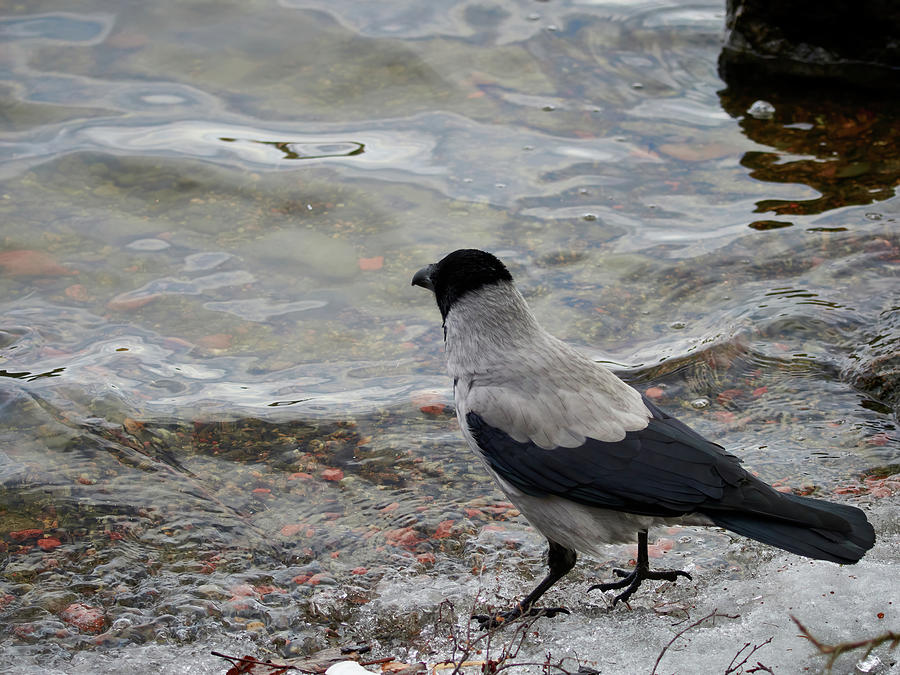 Longing to be somewhere else. Hooded crow Photograph by Jouko Lehto