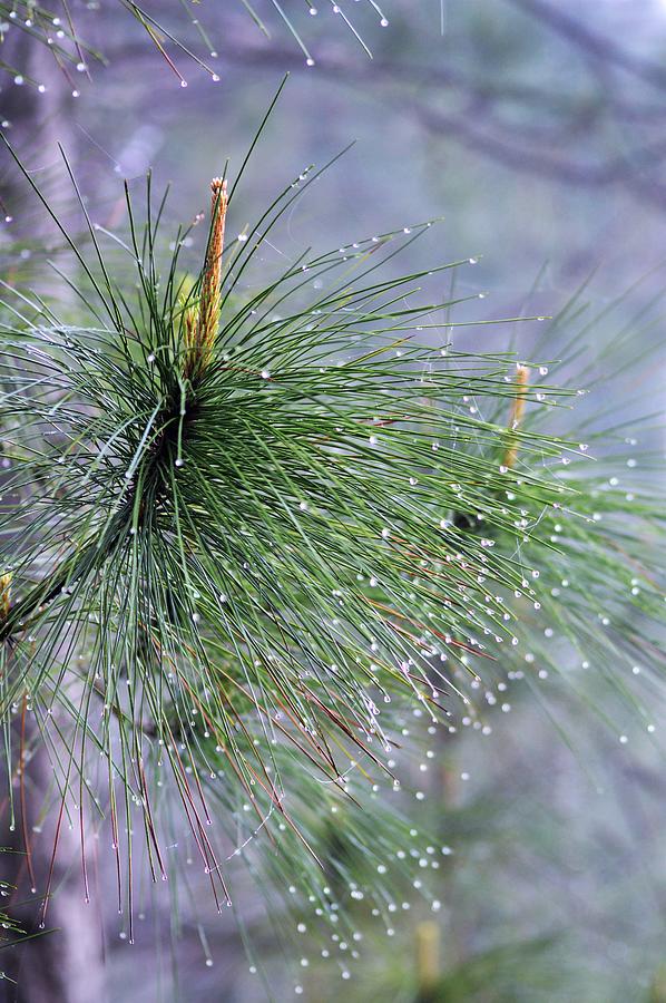 Longleaf Pine and Dew Drops Photograph by Warren Thompson
