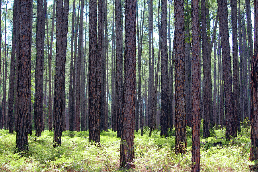 Longleaf Pine Tree Forest Photograph by Cynthia Guinn