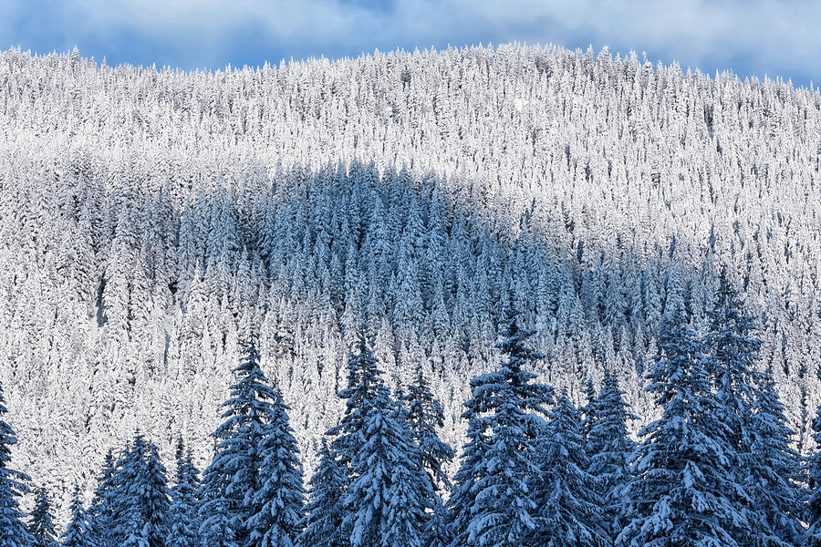 Mount Rainier National Park Photograph - Longmire forest in winter by Nps