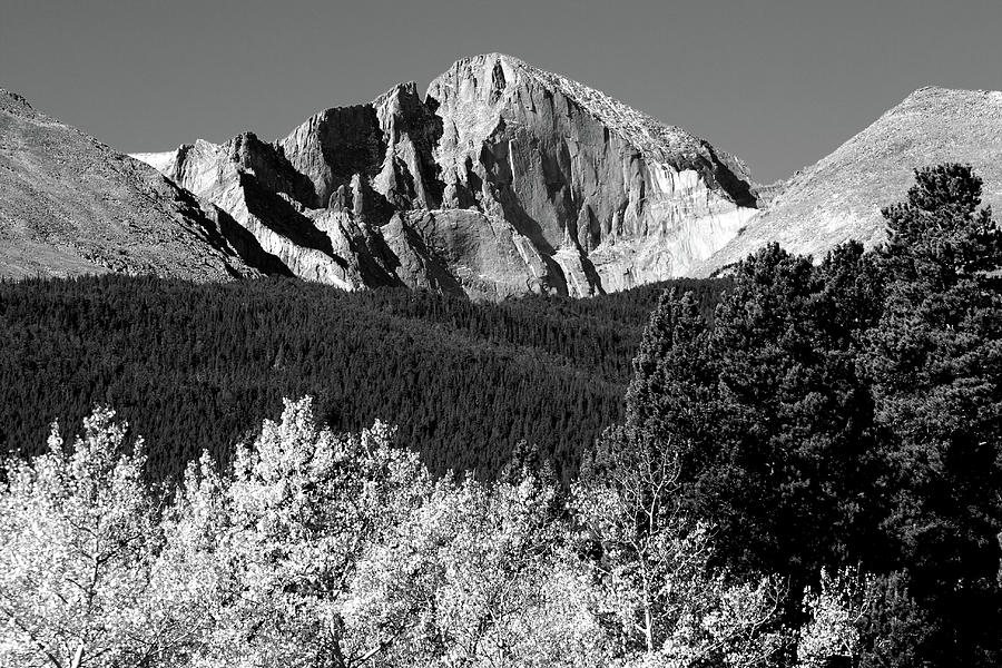 Longs Peak Autumn Aspen Landscape View BW Photograph by James BO Insogna