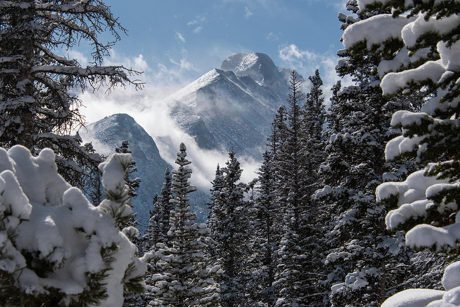 Longs Peak Summit With Tree Framing Photograph