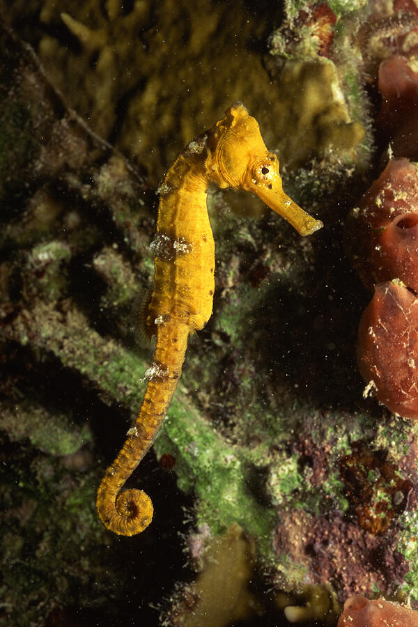 Longsnout Seahorse underwater Photograph by Comstock Images