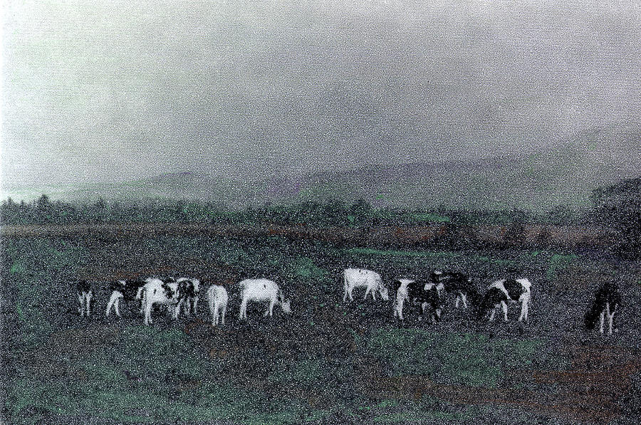 Longview Cows Photograph by Wayne King
