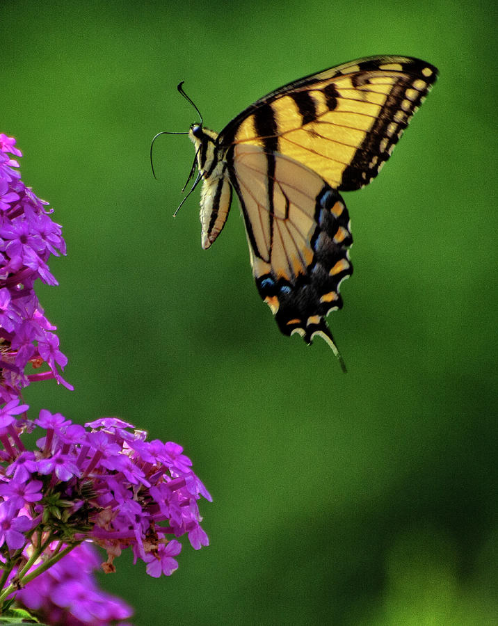 Longwood Butterfly Photograph by Robert Pilkington