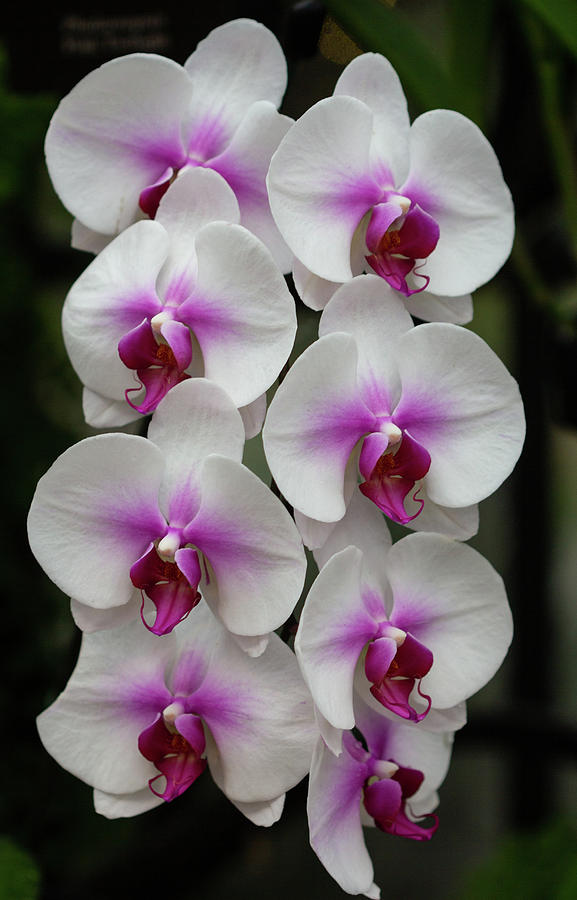 Longwood Orchid Photograph by Robert Pilkington