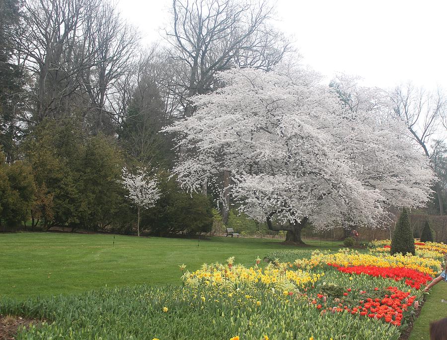 Longwood Spring redux Photograph by Robin Gutkin Fine Art America