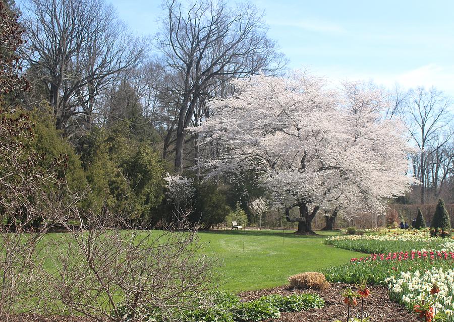 Longwood Spring Photograph by Robin Gutkin - Fine Art America