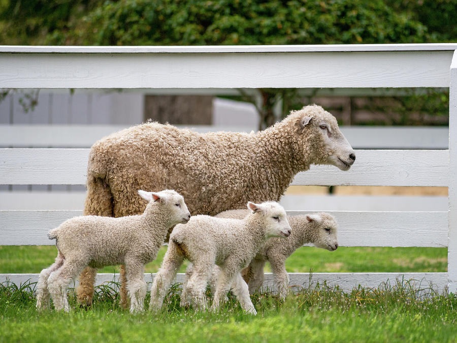 Longwool Ewe with Triplet Lambs Photograph by Rachel Morrison