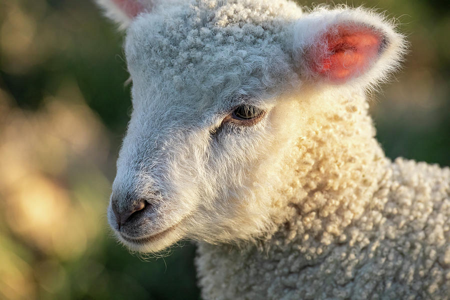 Longwool Lamb in Springtime Photograph by Rachel Morrison