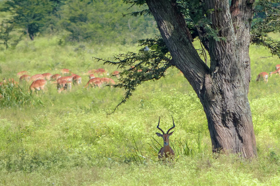 Lonlely Impala Under The Tree Photograph by Ygber Gonzalez - Pixels