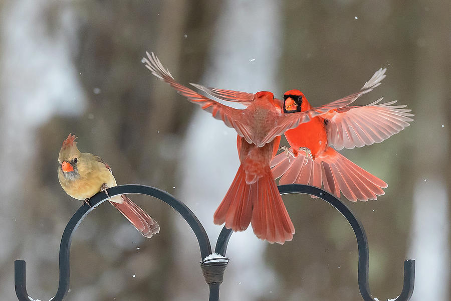Look a Like Cardinals Photograph by Deborah Penland
