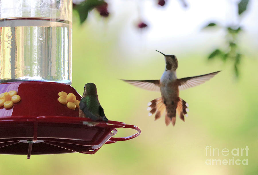 Look at Me Hummingbird Photograph by Carol Groenen