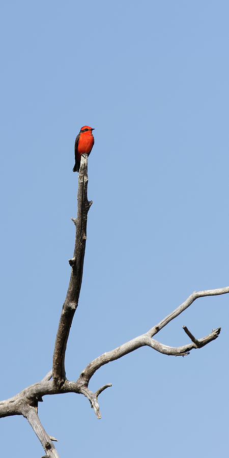 Look at Me -- Vermilion Flycatcher at Kern National Wildlife Refuge, California Photograph by Darin Volpe