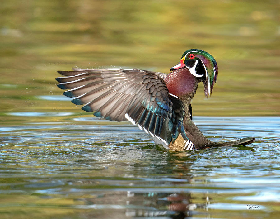 Look At Me -- Wood Duck Photograph