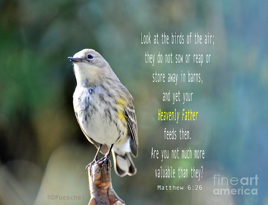 Look at the Birds Scripture Photograph by Debby Pueschel
