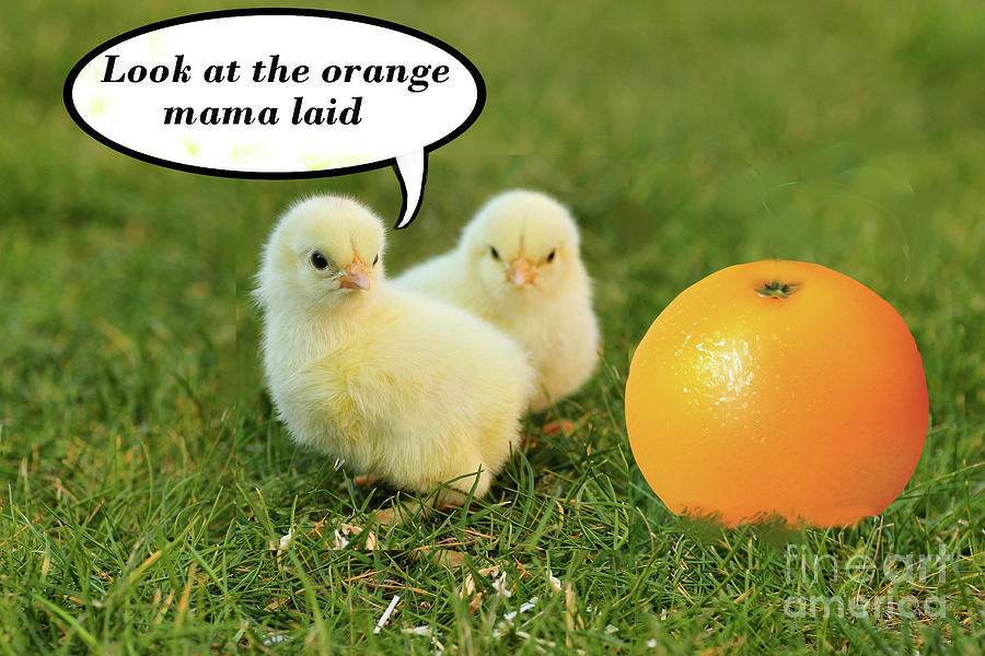 Look at the Orange Mama Laid #2 Mixed Media by Charles Robinson