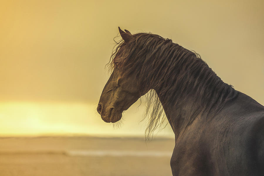 Look for me at first light - Horse Art Photograph by Lisa Saint