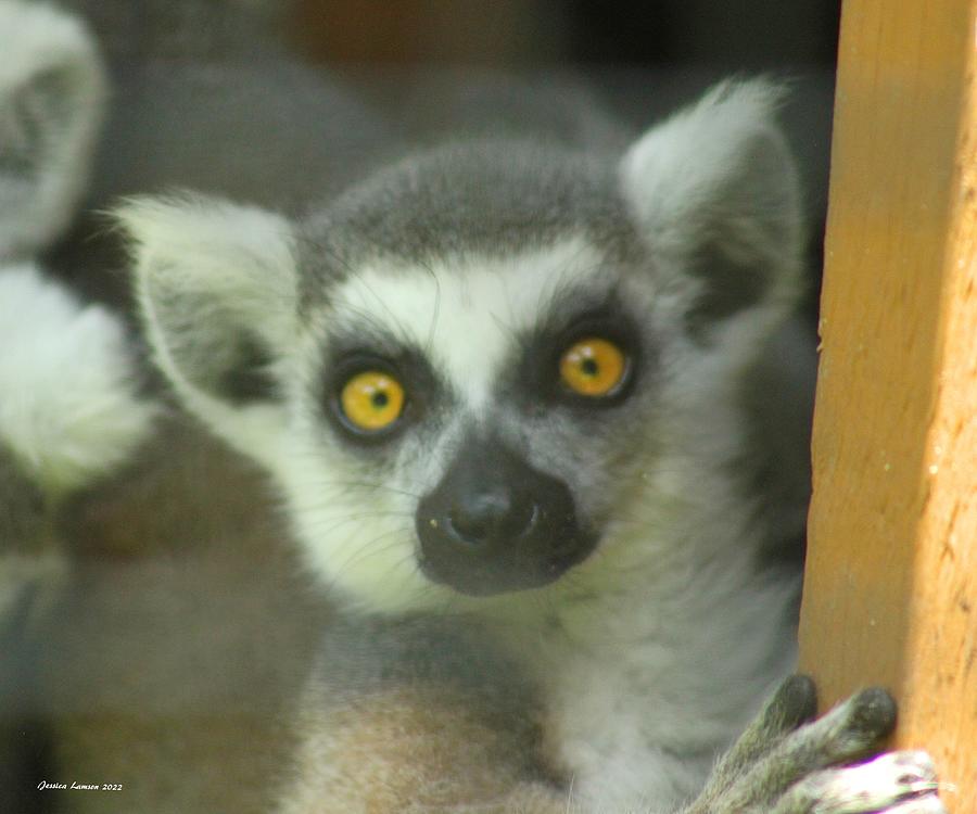 Look Here Lemur Photograph By Jessica Lamson | Fine Art America