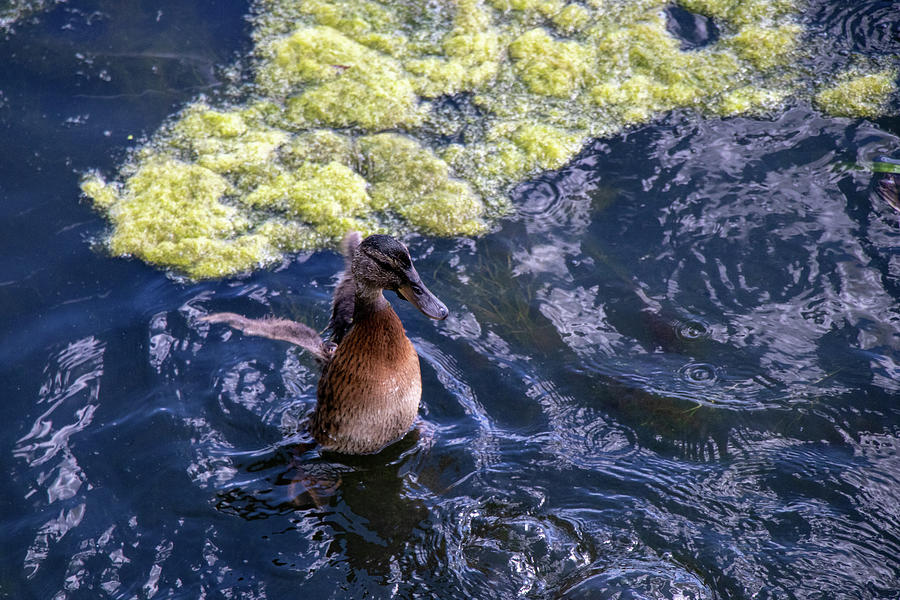 Look I have wings Photograph by Avenue Des Images Look I have wings Photograph by Avenue Des Images
