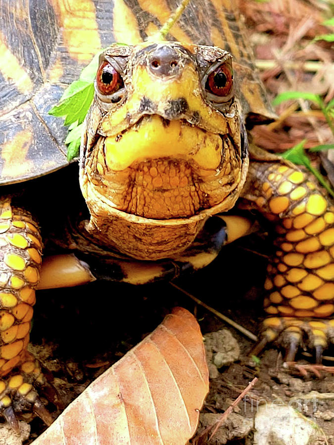 Look Into My Eyes - Eastern Box Turtle Photograph by Scott D Van Osdol ...