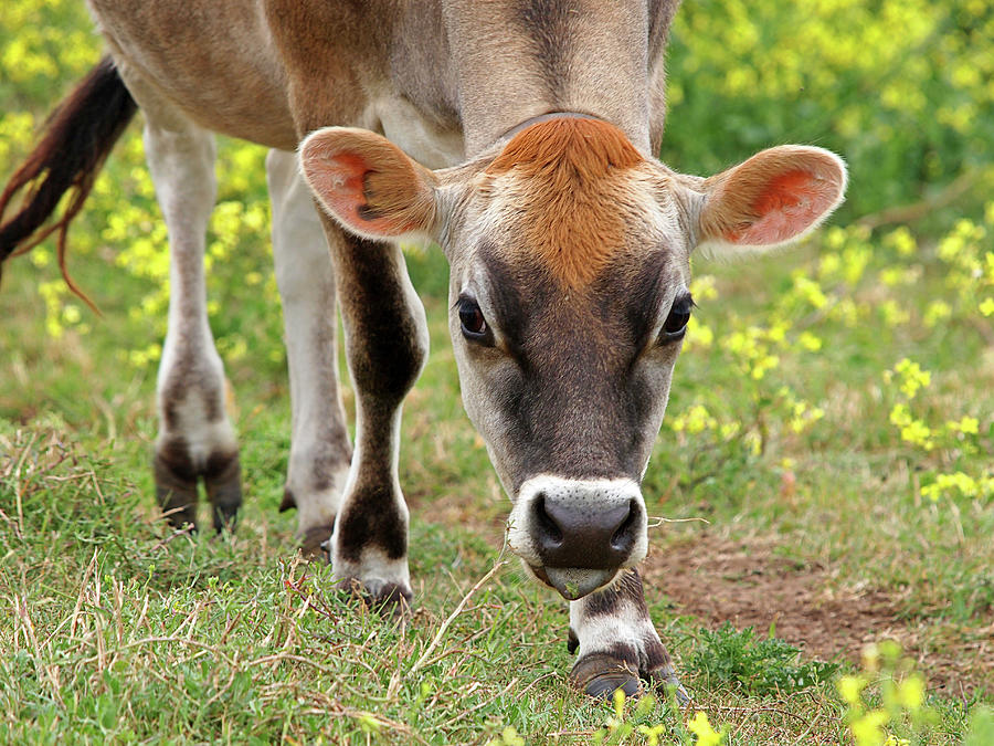 Look Into My Eyes - Jersey Cow Photograph by Gill Billington